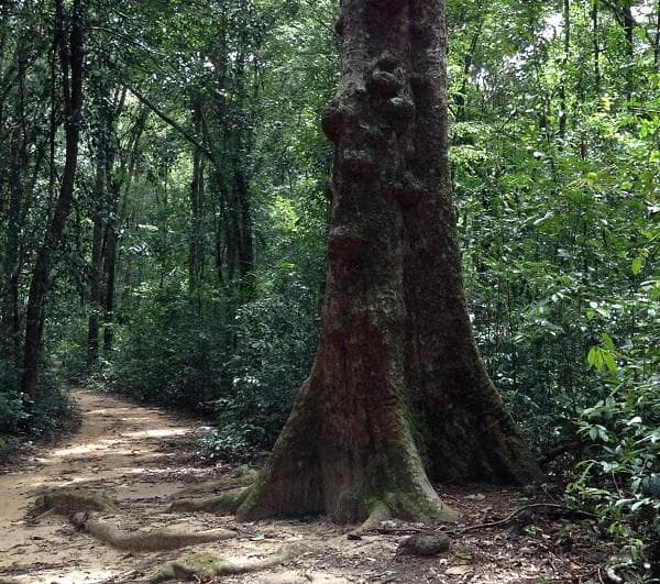 Trail Running